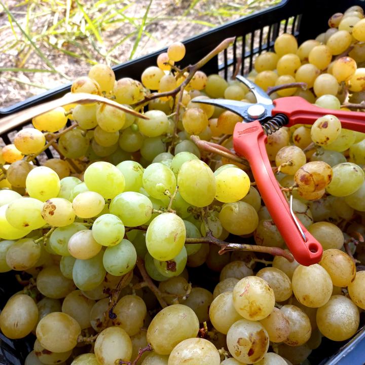 Harvest Moscatel